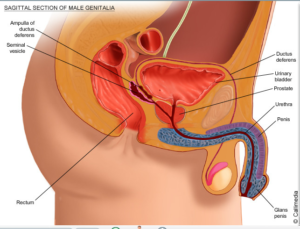 Transurethral Resection of the Ejaculatory Duct - AndroNeo Hospitals