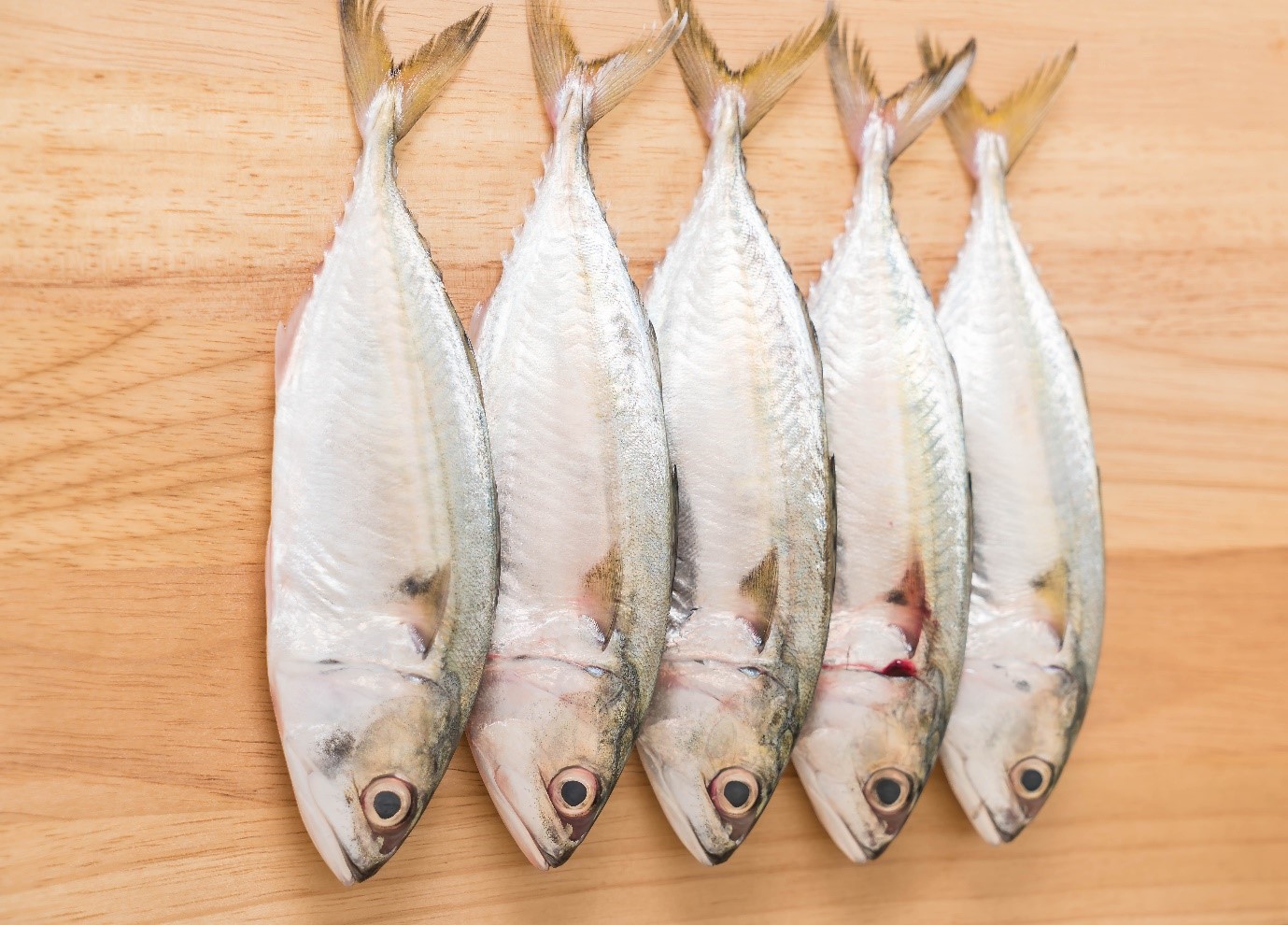 Mackerel Fish & Seer Fish - AndroNeo Hospital